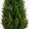 5ft. Potted UV Resistant Rosemary Cone Topiary Tree